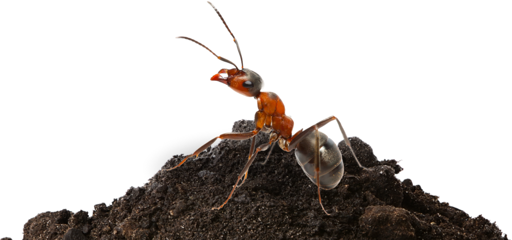 pests-ant