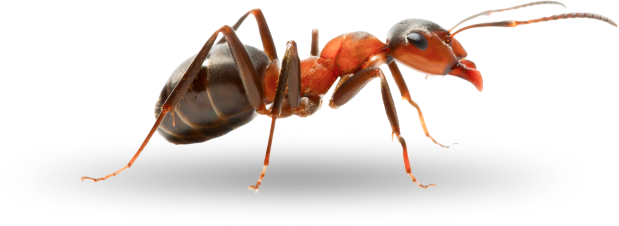 big-ant