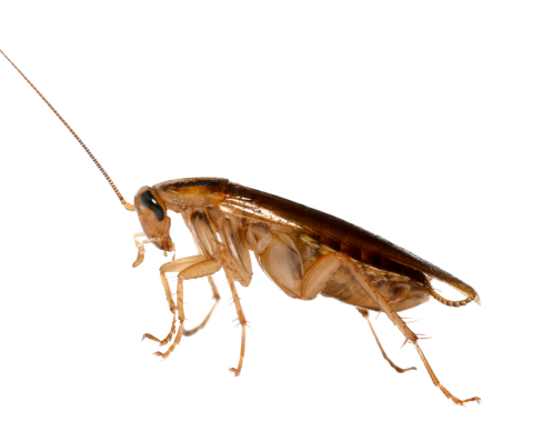 cockroaches_010