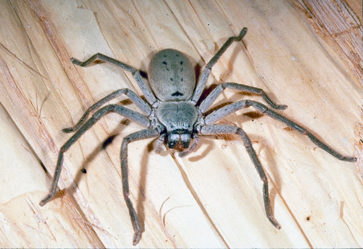 huntsman-spider