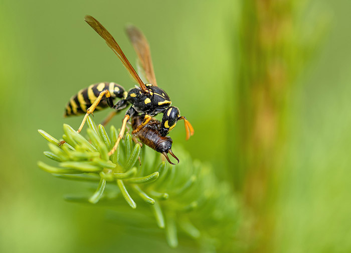 queen-wasp