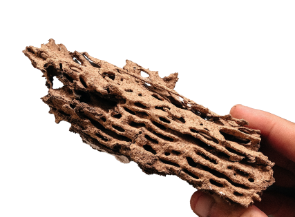 residential-termites
