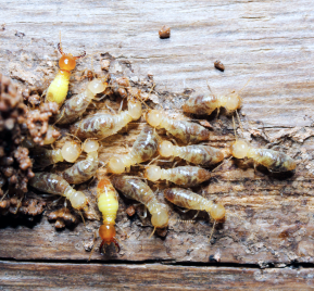 termite-contro