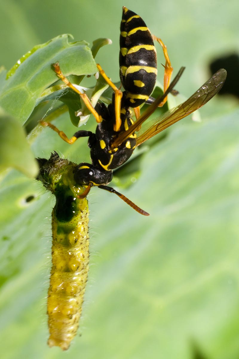 wasp-behaviour