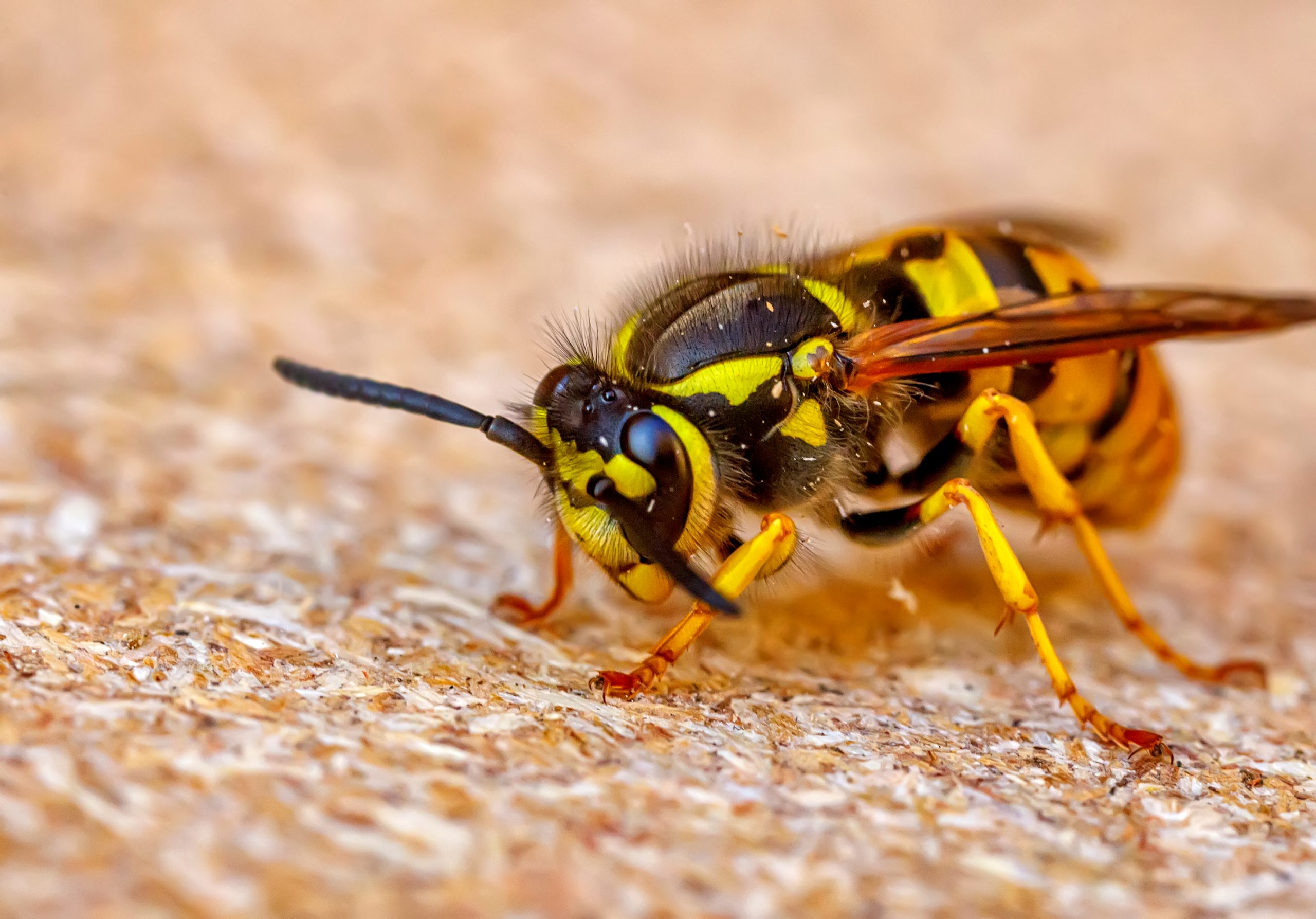 worker-wasp