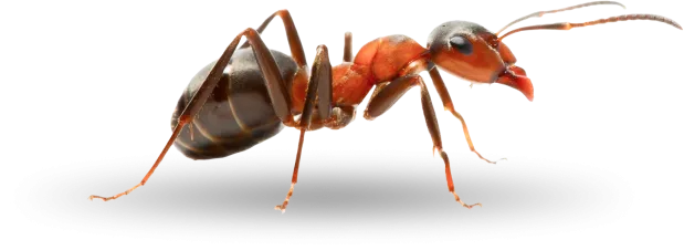 Ants