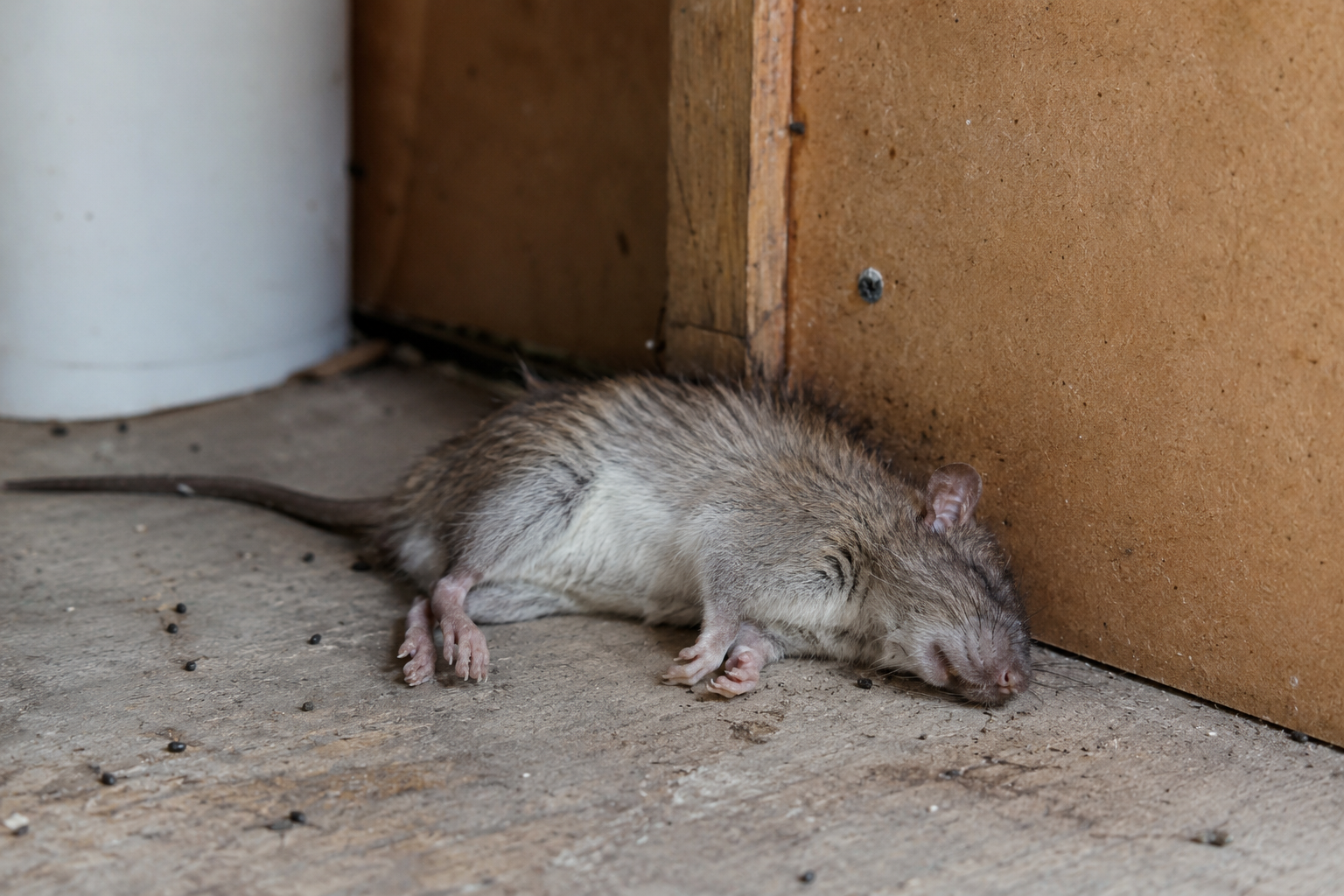 Dead Rats or Mice in Your Home? Professional Removal from $165 - E1 ...