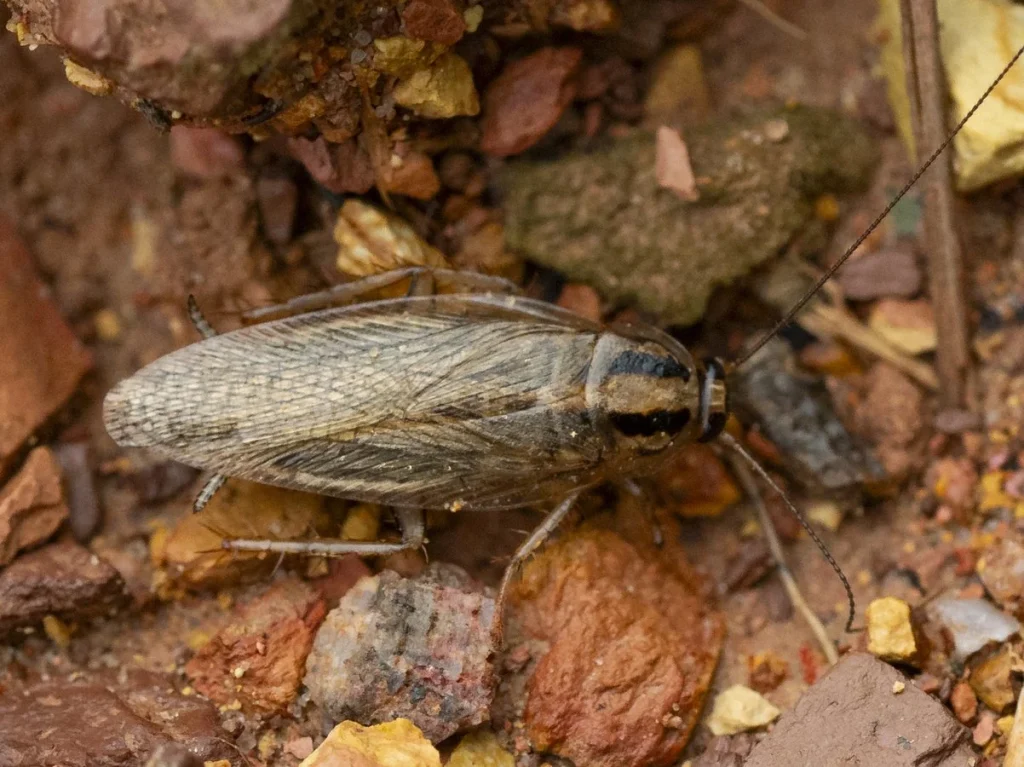 German Cockroaches sydney