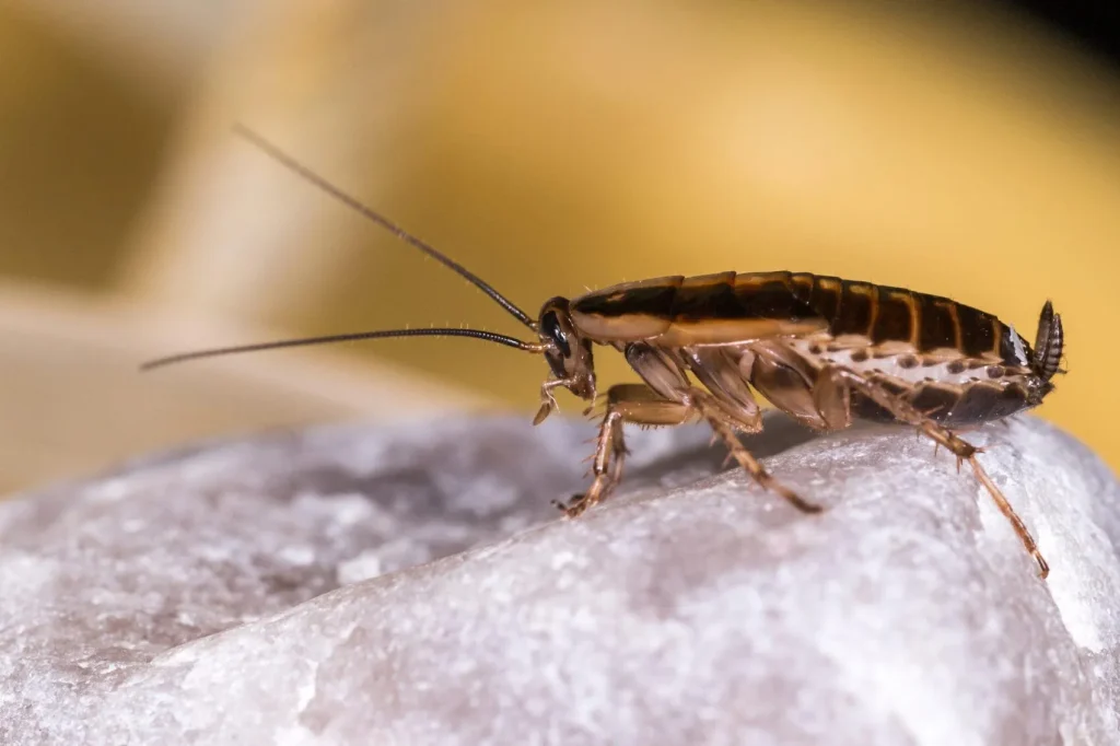 German Cockroach Sydney