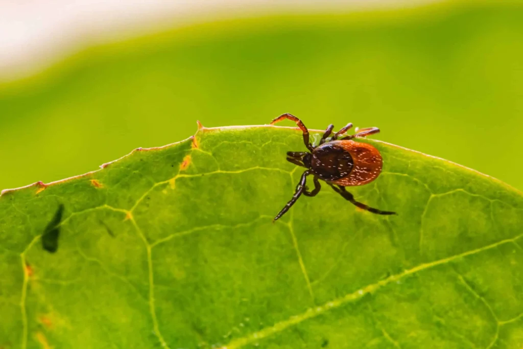 Ticks Pest Control Sydney